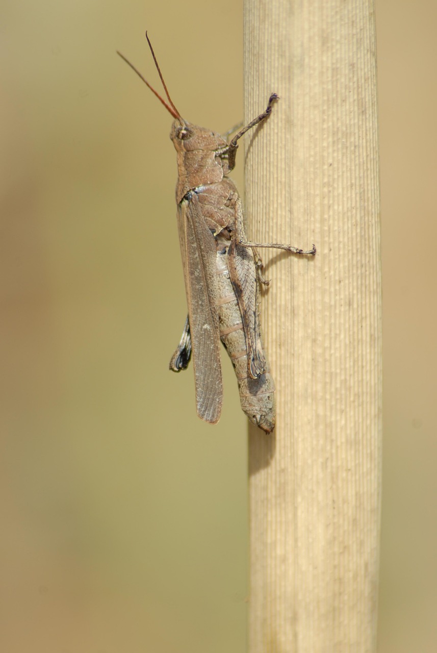 Insectos Chapulines - Foto gratis en Pixabay - Pixabay