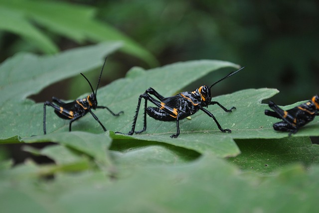 Chapolin Insect Chapulines Animal