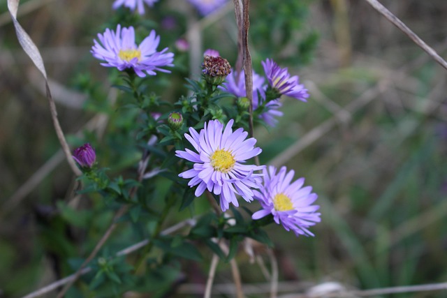Free Daisy Flower Background photo and picture