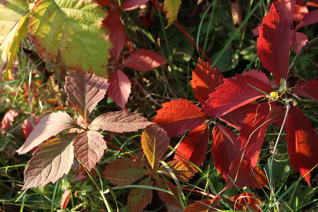 Free Leaves Autumn photo and picture
