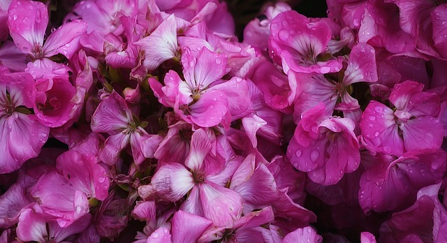 Free Flower Flower Wallpaper photo and picture
