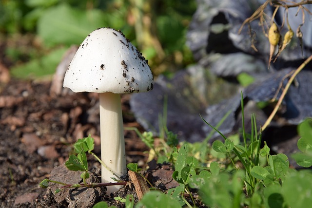 Free Mushroom Earth photo and picture