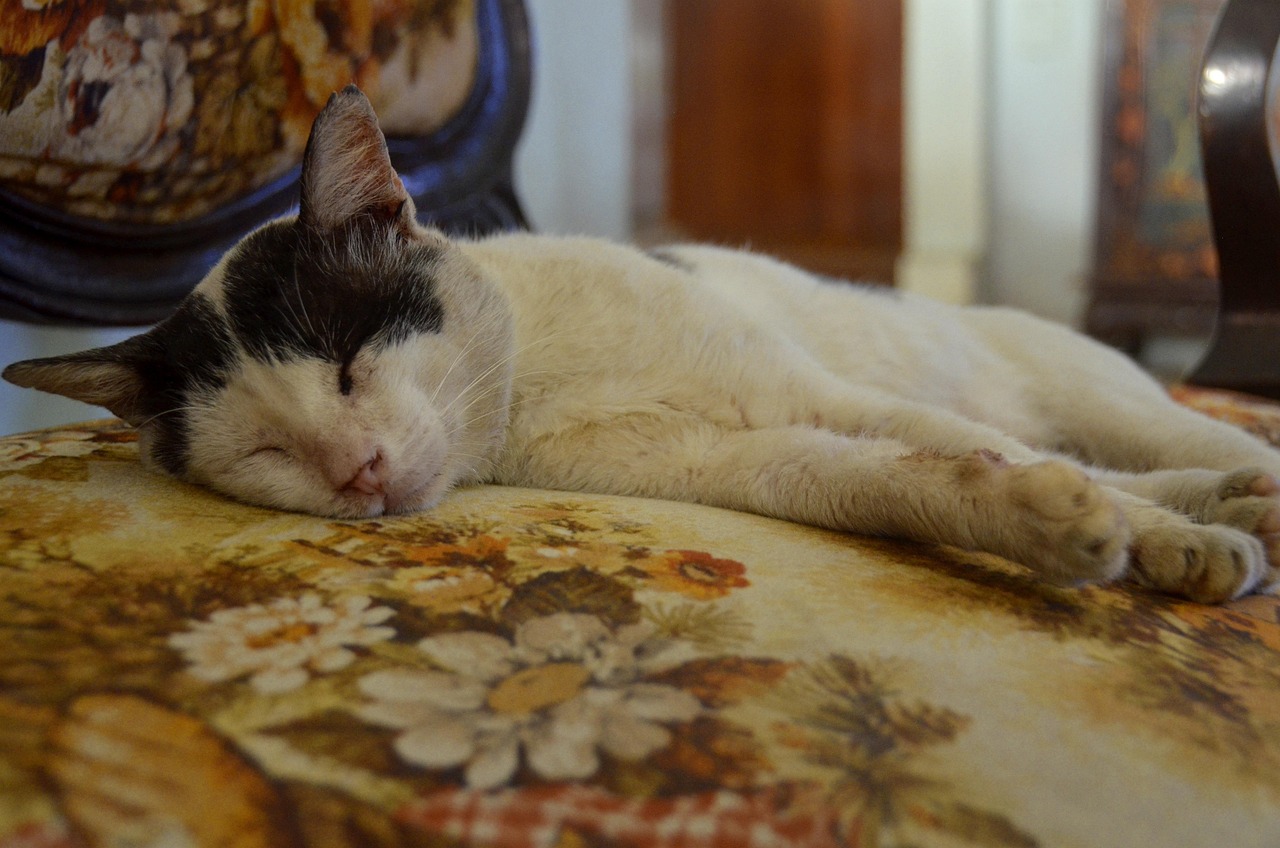 Cat Sleep Chair Free photo on Pixabay Pixabay