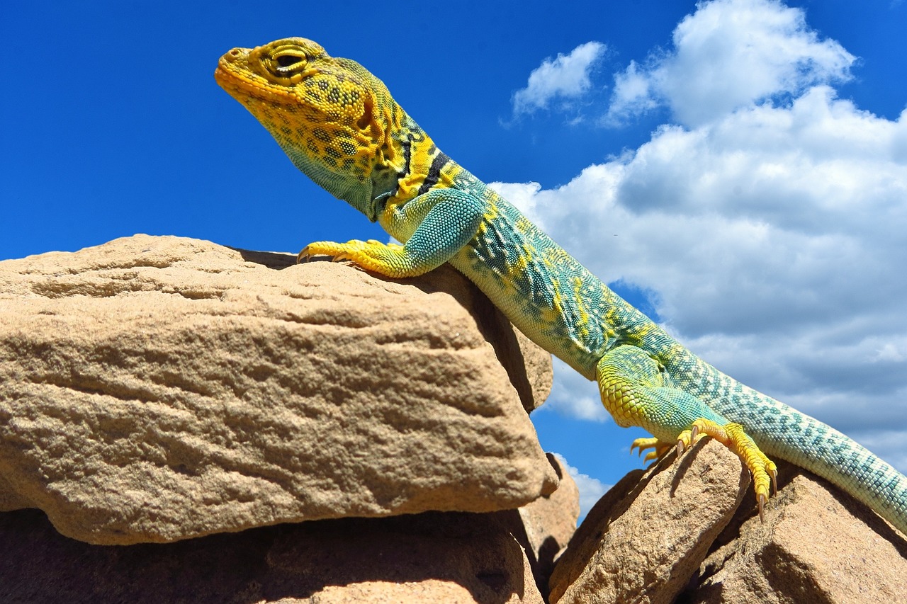 Collared Lizard Reptile Portrait Free photo on Pixabay Pixabay