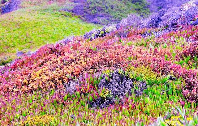 Free Mountain Side Garden Nature photo and picture