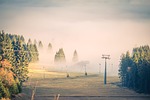 fog, clouds, trees