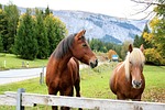 horses, catwalk, the hills