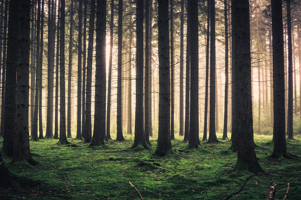Forest - free online jigsaw puzzle photo
