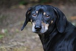 dog, wiener dog, dachshund