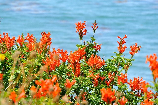 Free Pacific Flower Background photo and picture