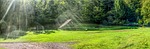 forest, meadow, green