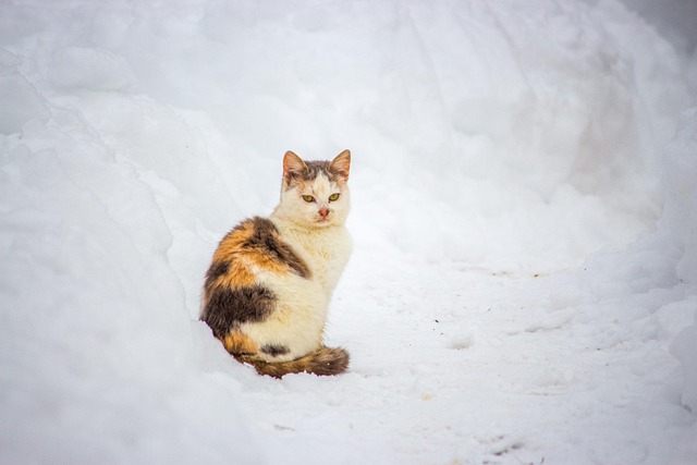 Katze, Tier, Niedlich, Natur, Kätzchen