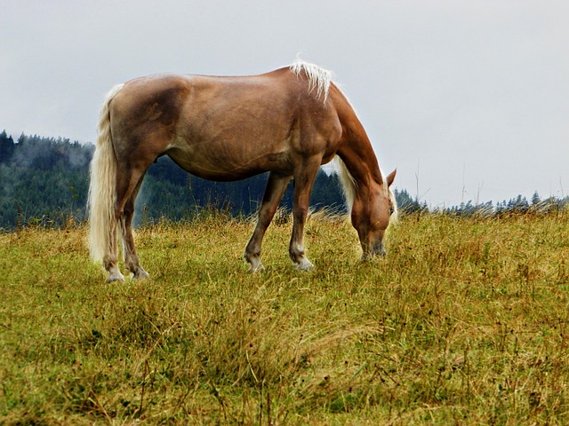 Free Haflinger Pasture photo and picture