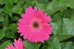 pink flower, green leaves, nature