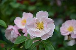 flowers, pink flowers, color pink