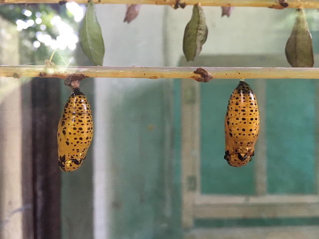 Free Larva Butterfly photo and picture