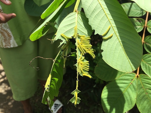 Free Butterfly Larva photo and picture