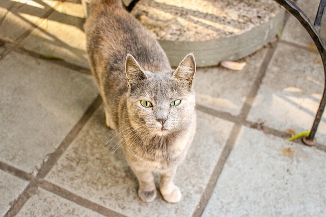 Katze, Haustier, Niedlich, Kätzchen