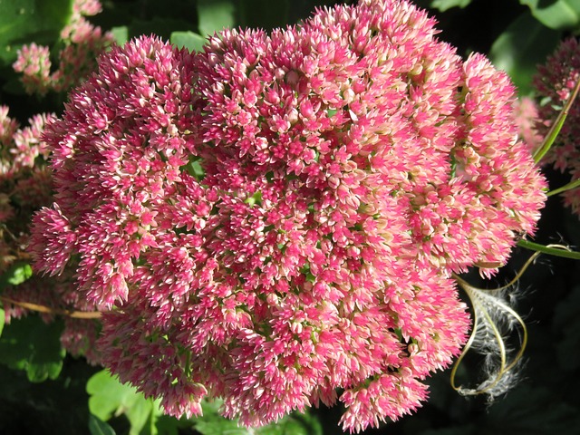 Free Switzerland Flower photo and picture