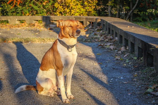 Züchten, Niedlich, Natur, Haustier, Hund