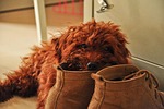 pet dog, teddy, shoe