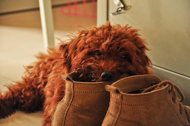Free Pet Dog Teddy photo and picture