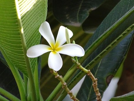 Blumen, Schöne, Baum, Natur, Schönheit