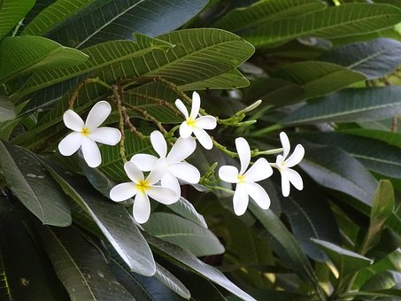 Blumen, Schöne, Baum, Natur, Schönheit