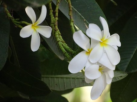 Blumen, Schöne, Baum, Natur, Schönheit