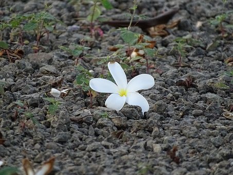 Blumen, Schöne, Baum, Natur, Schönheit