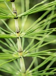 horsetail, fern, close