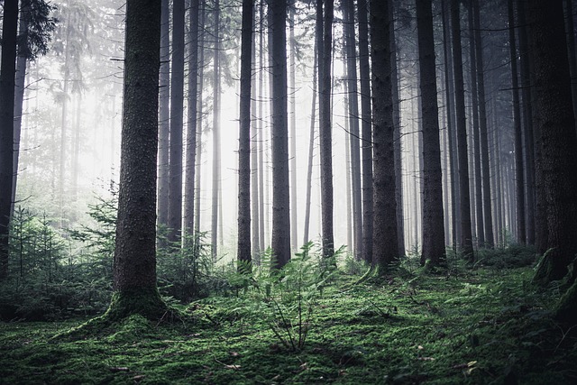 forest, in the morning, nature, morning mood, good morning, backlighting, mood, landscape, trees, morning light, light, hike, in the forest, good morning, good morning, good morning, good morning, good morning