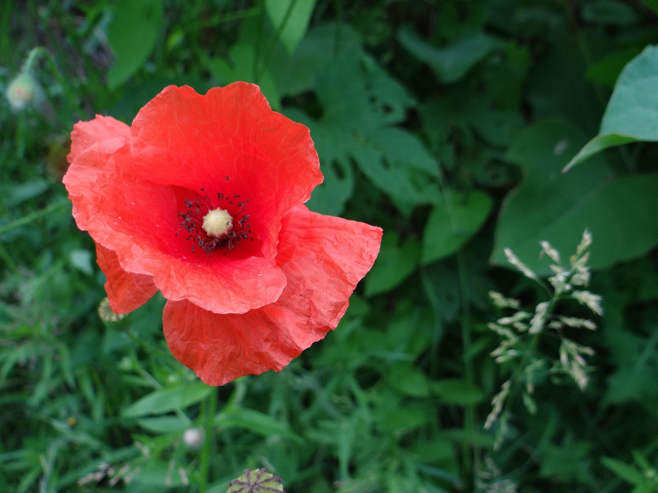 Mohn Blume Wiese - Kostenloses Foto auf Pixabay - Pixabay
