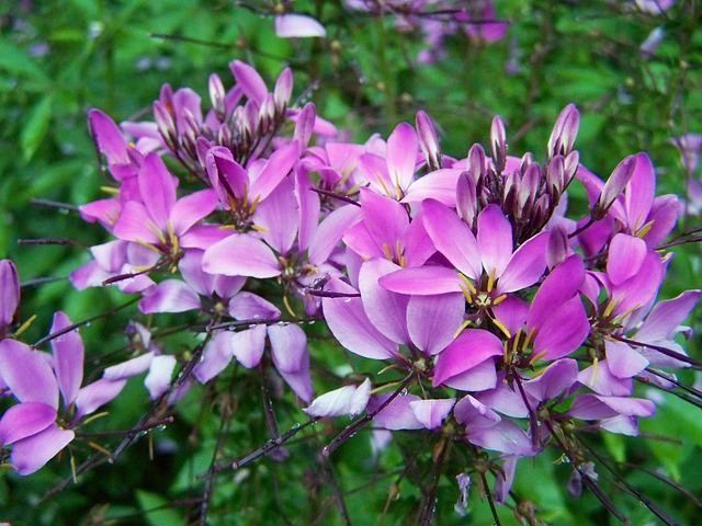 Cleopatra ' S Needle, Lila Blüte, Natur