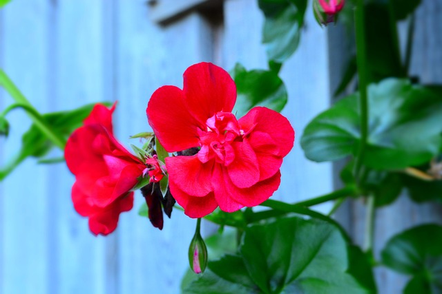 Free Red Flower Plant photo and picture