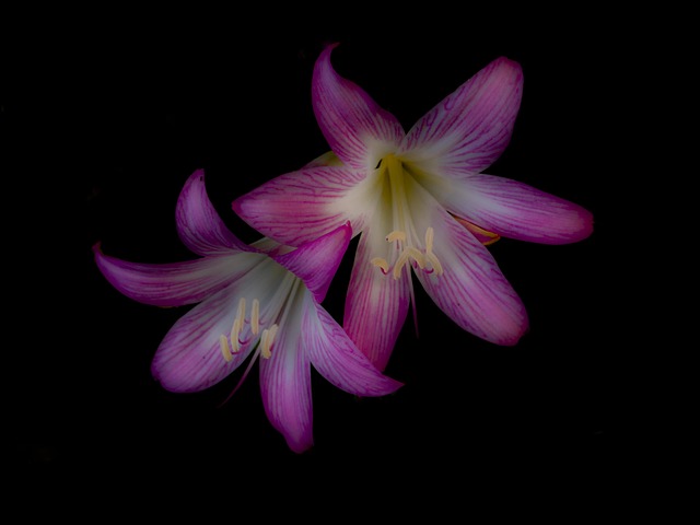 Free Nature Flower Background photo and picture
