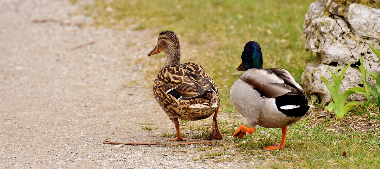 Walk Few Pair Of Ducks - Free photo on Pixabay - Pixabay