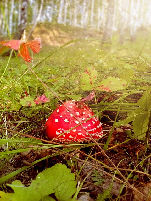 Die Natur, Wald, Tag, Pilze, Birke