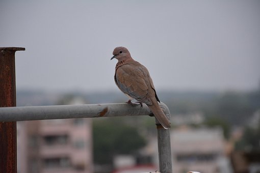 Free Bird Nature photo and picture