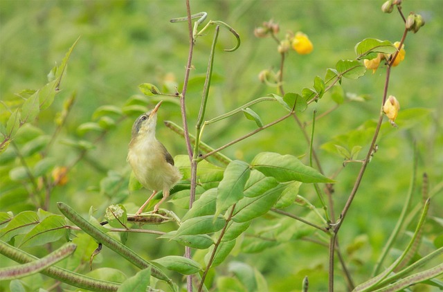 Free Small Bird Resting On Branch photo and picture