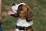 dog, pet, boxer dog