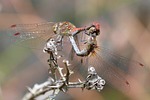dragonflies, reproduction, copulation