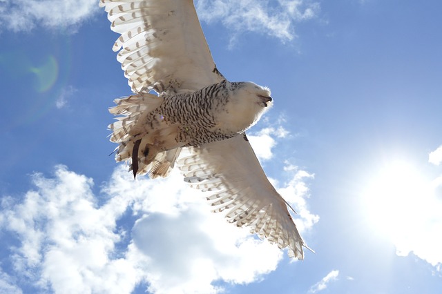 Mosca Buho Buho Cielo Mosca - Foto gratis en Pixabay - Pixabay
