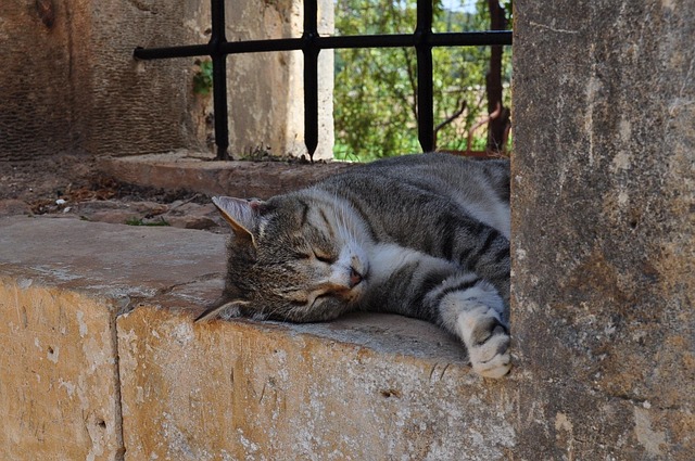 Free Cat Crete photo and picture