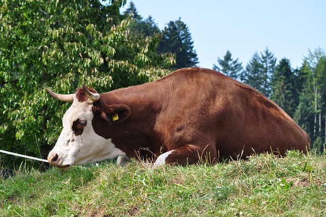 Free Cow Brown photo and picture