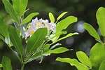 flower, white, leaf