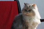 aiderbichl, animals, cat