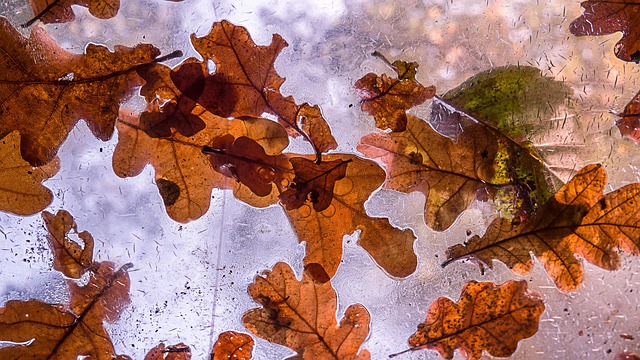 Free Fall Tree photo and picture
