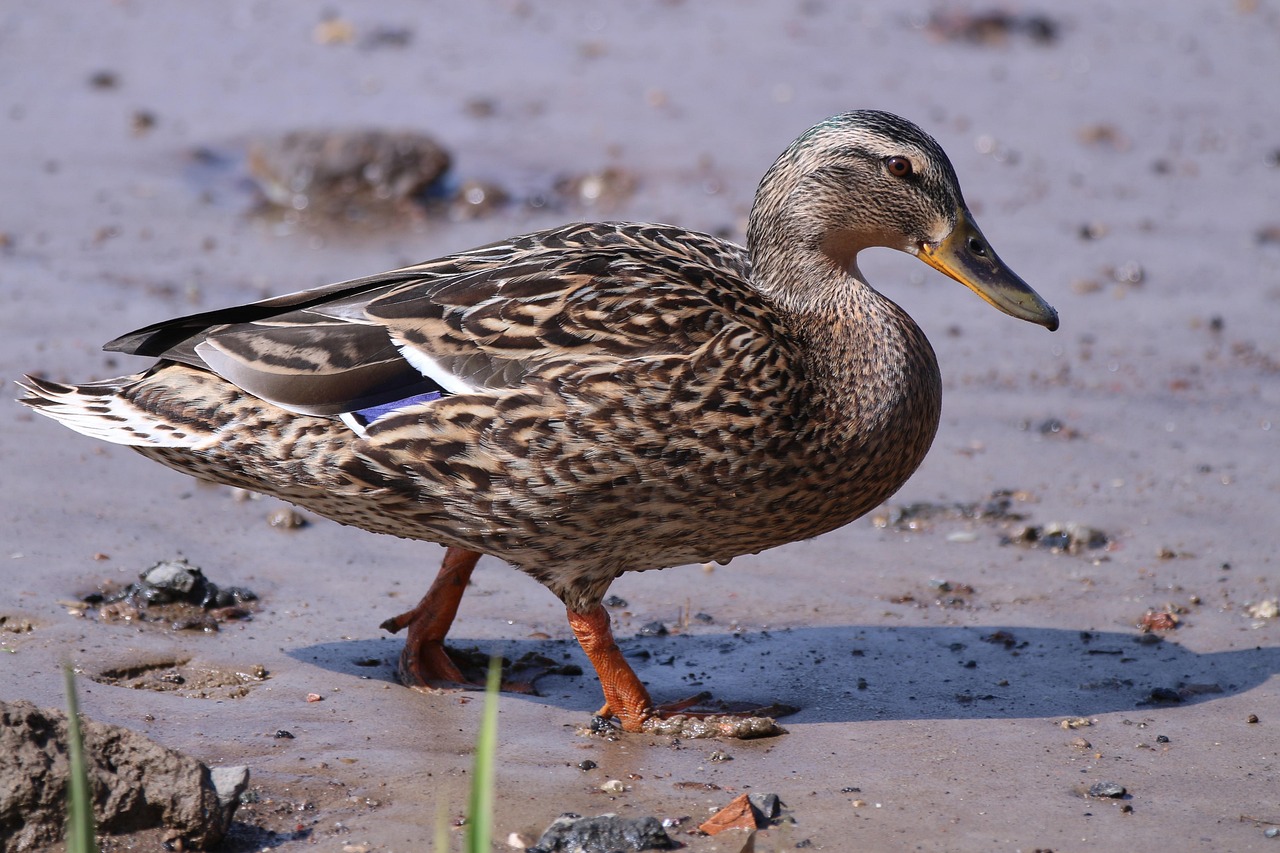 Pato Picture Pato Playa Naturaleza El - Foto gratis en Pixabay - Pixabay