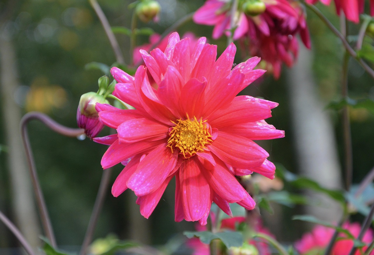 Plus de 100 images de Fleur Éclosion et de Éclosion - Pixabay